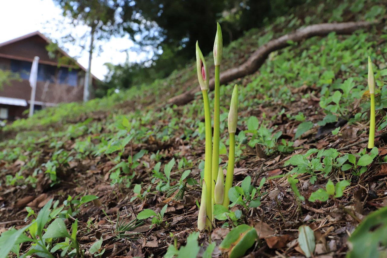 $B:T>.%H%T%C%/<L??(B