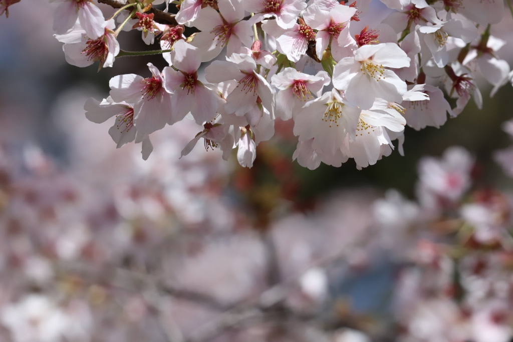 犀小トピック写真